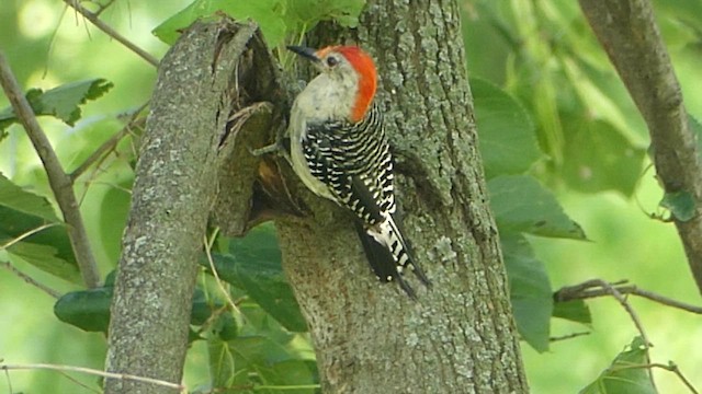 Red-bellied Woodpecker - ML651004478
