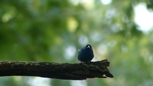 Indigo Bunting - ML651004508