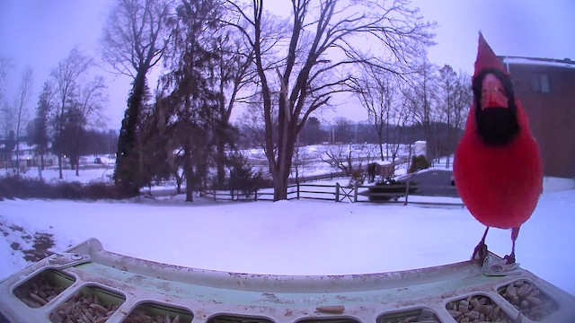 Красный кардинал - ML651004569