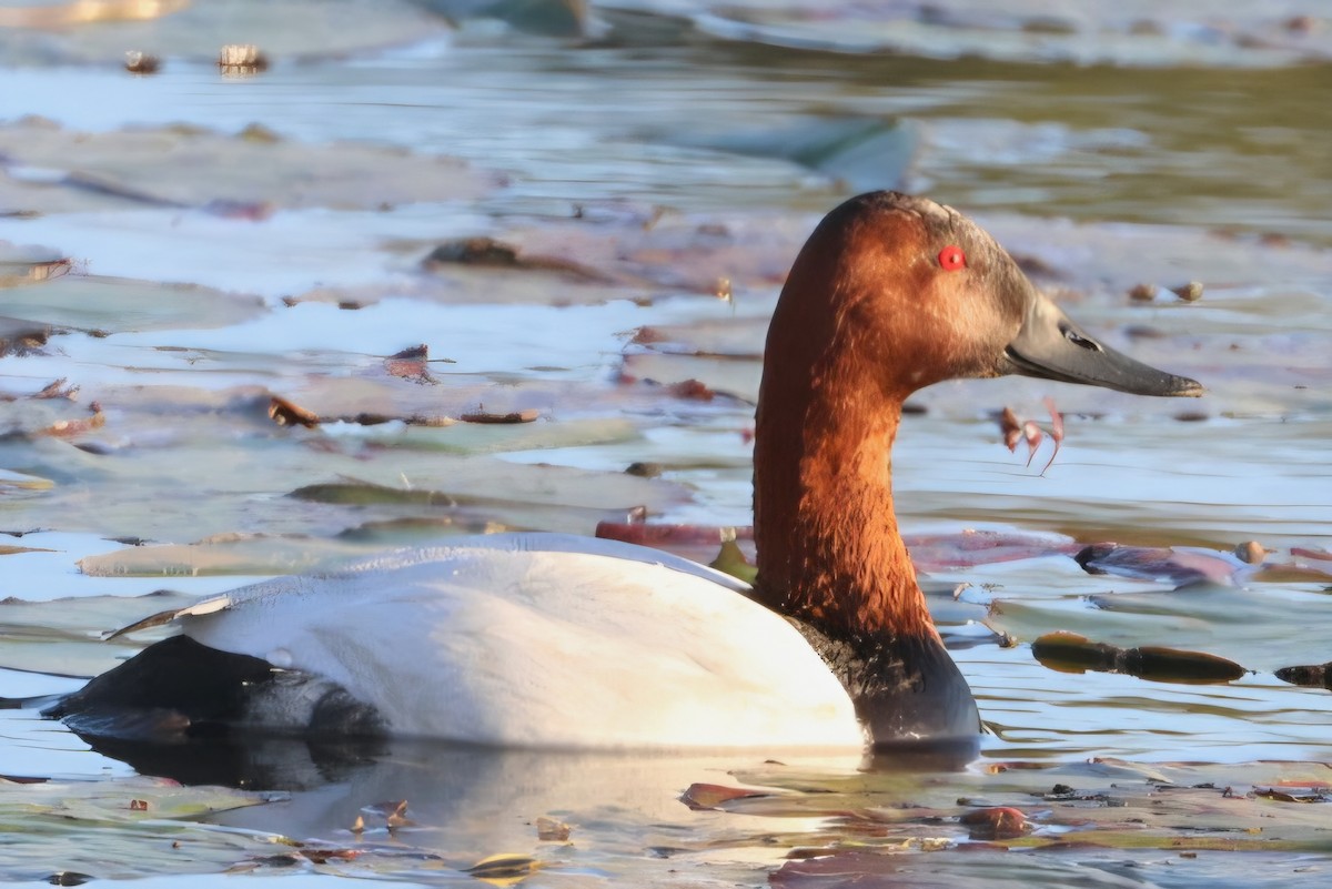 Canvasback - ML651004771