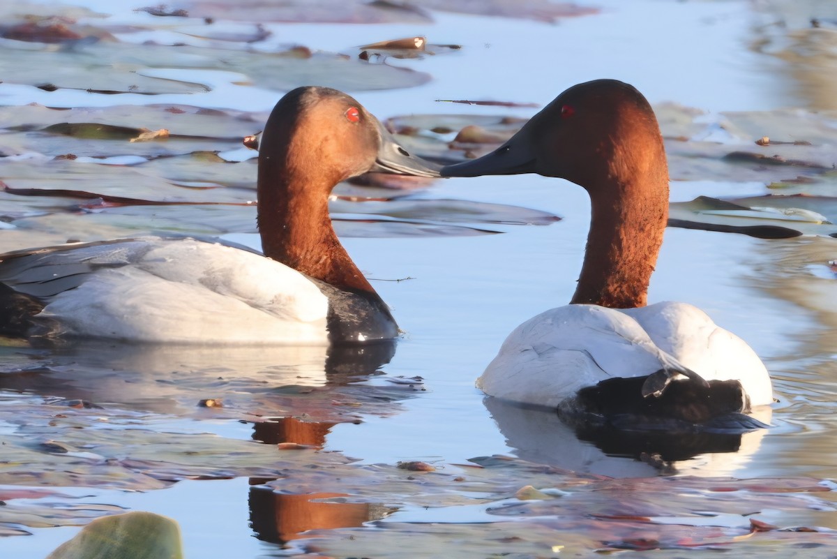 Canvasback - ML651004778