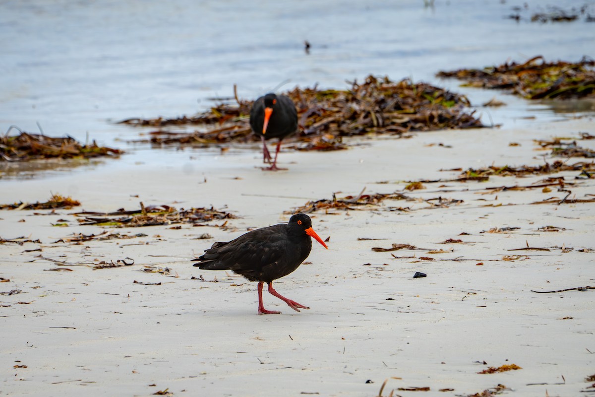 Sooty Oystercatcher (Orange-spectacled) - ML651004808