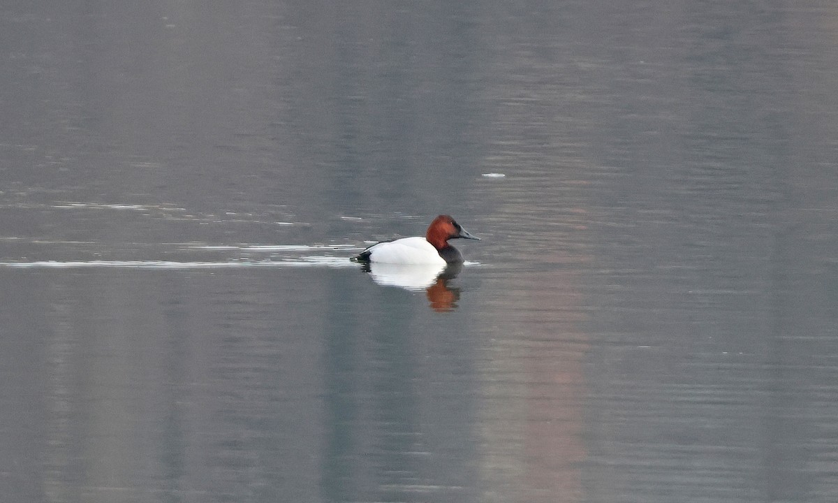Canvasback - ML651005128