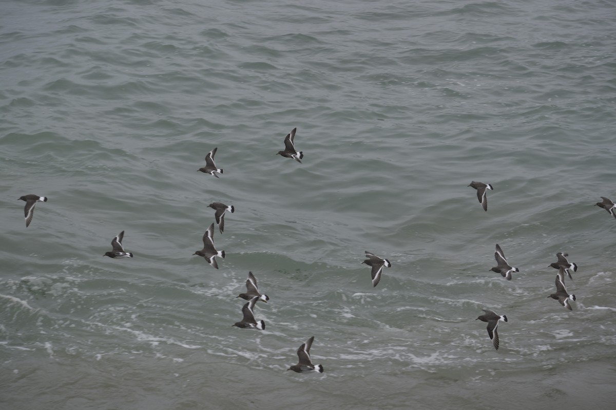 Surfbird - ML651005493