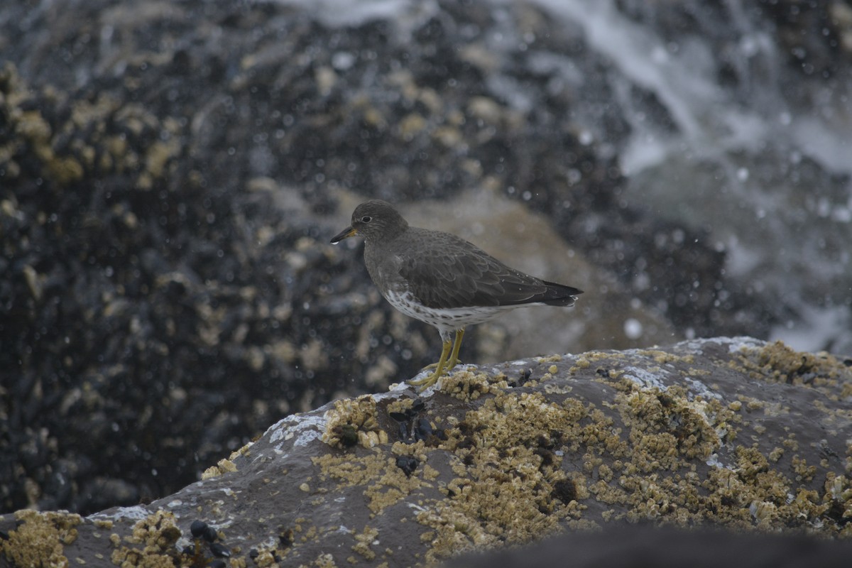 Surfbird - ML651005494