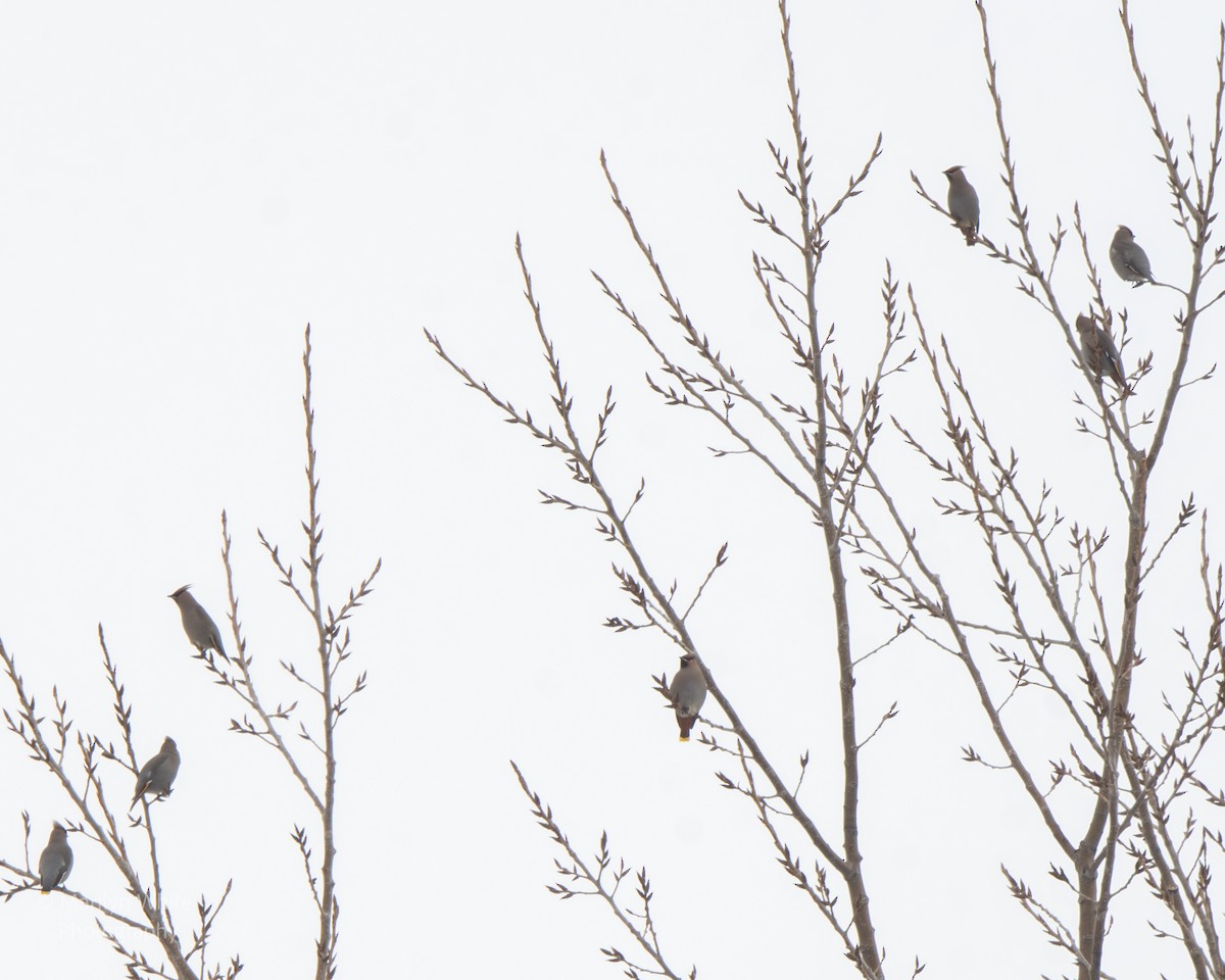 Bohemian Waxwing - ML651005495