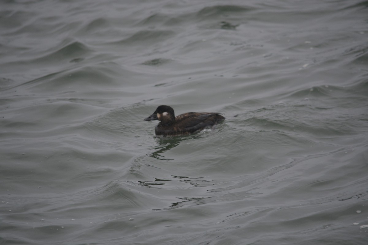 Surf Scoter - ML651005507