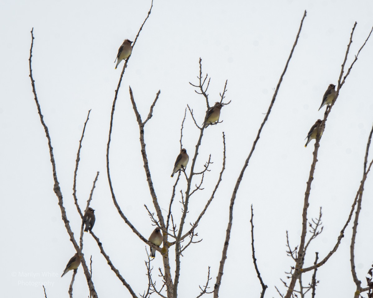 Cedar Waxwing - ML651005591