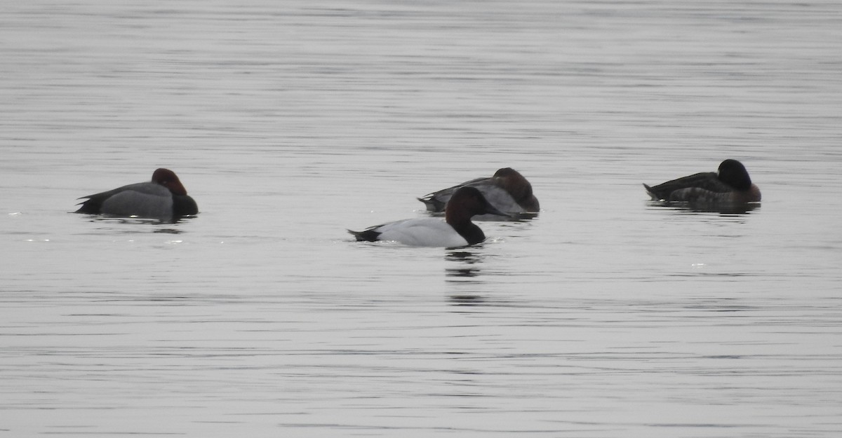 Canvasback - ML651005600