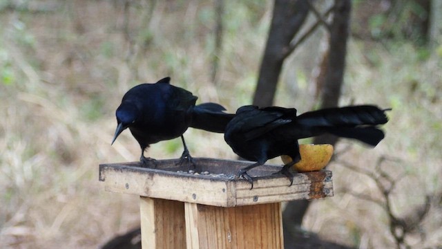 Great-tailed Grackle - ML651005603