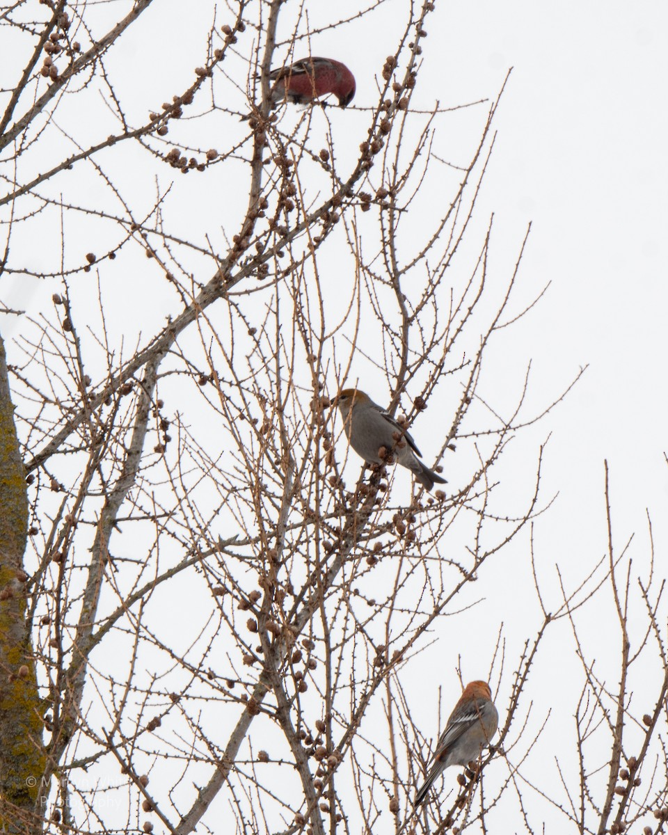 Pine Grosbeak - ML651005615