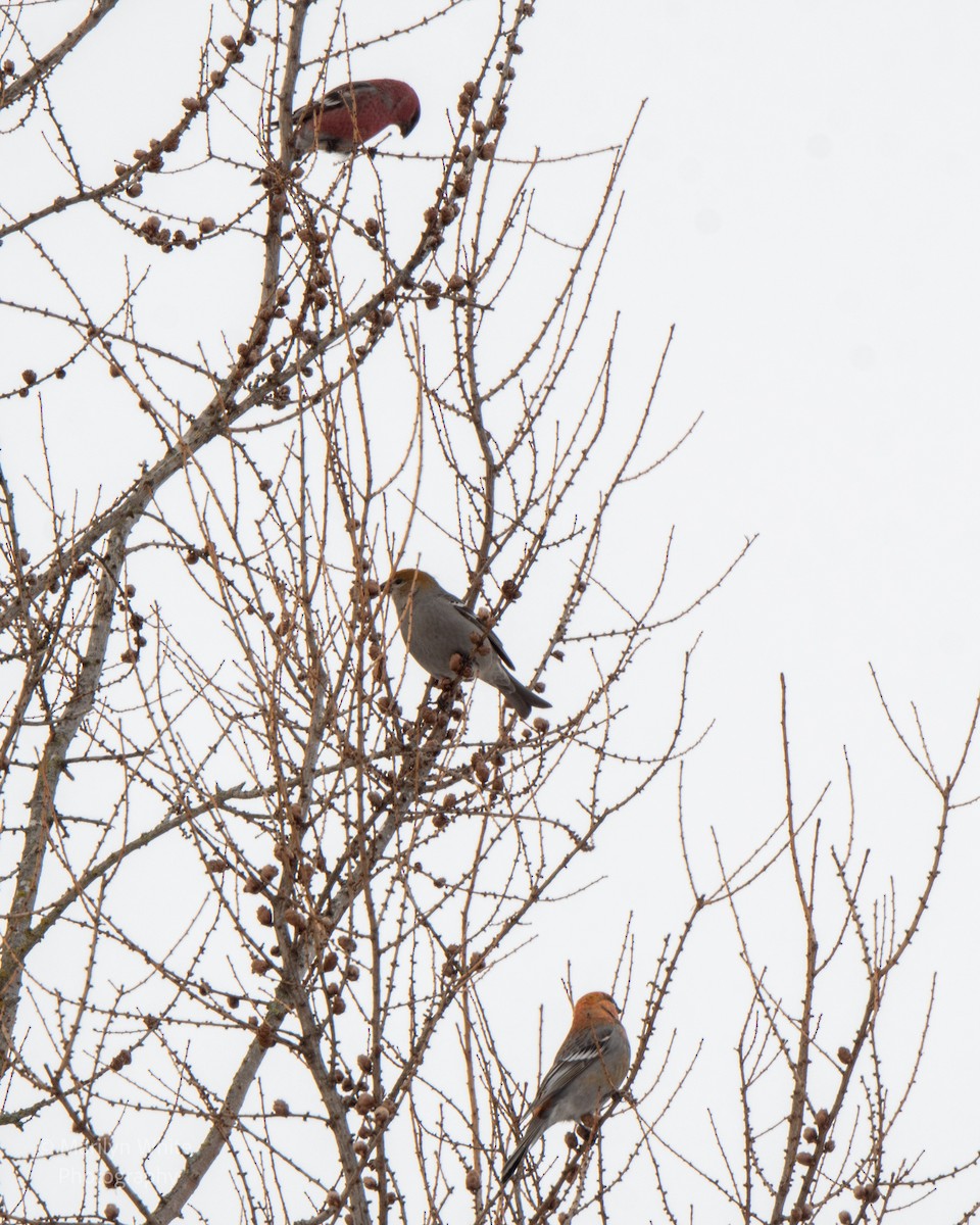 Pine Grosbeak - ML651005616