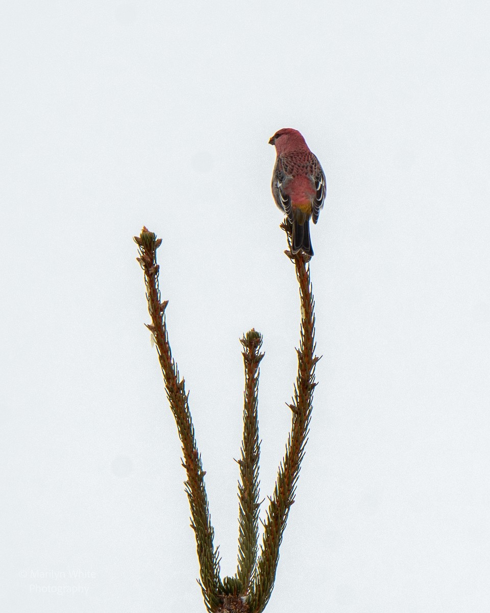 Pine Grosbeak - ML651005645