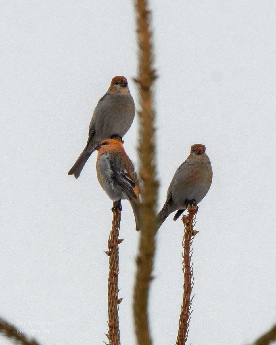 Pine Grosbeak - ML651005878