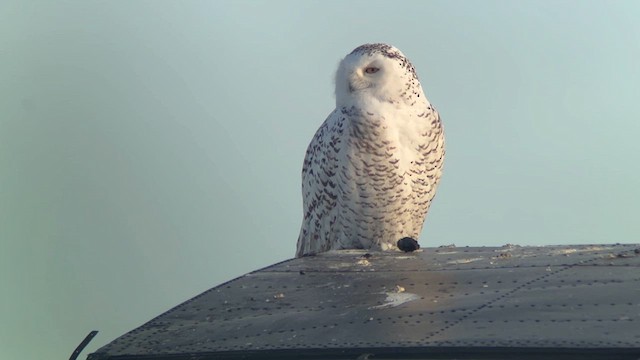 Белая сова - ML651005912