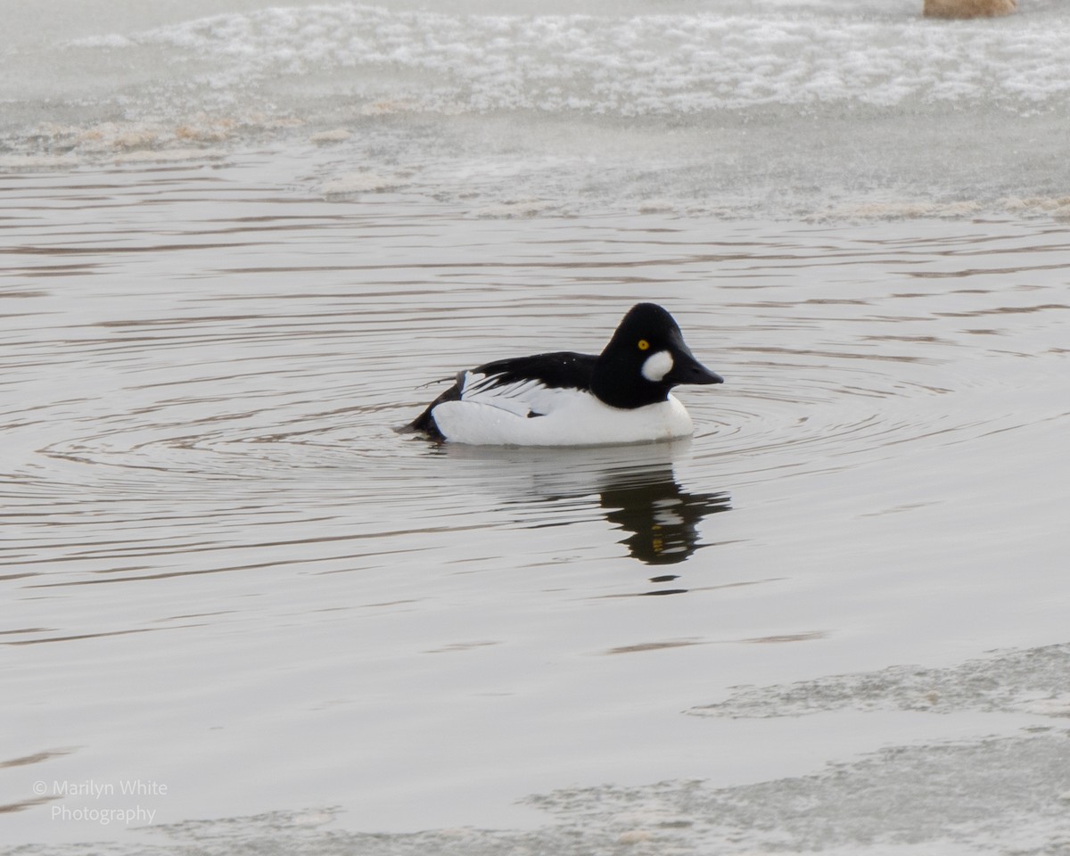 Common Goldeneye - ML651006034