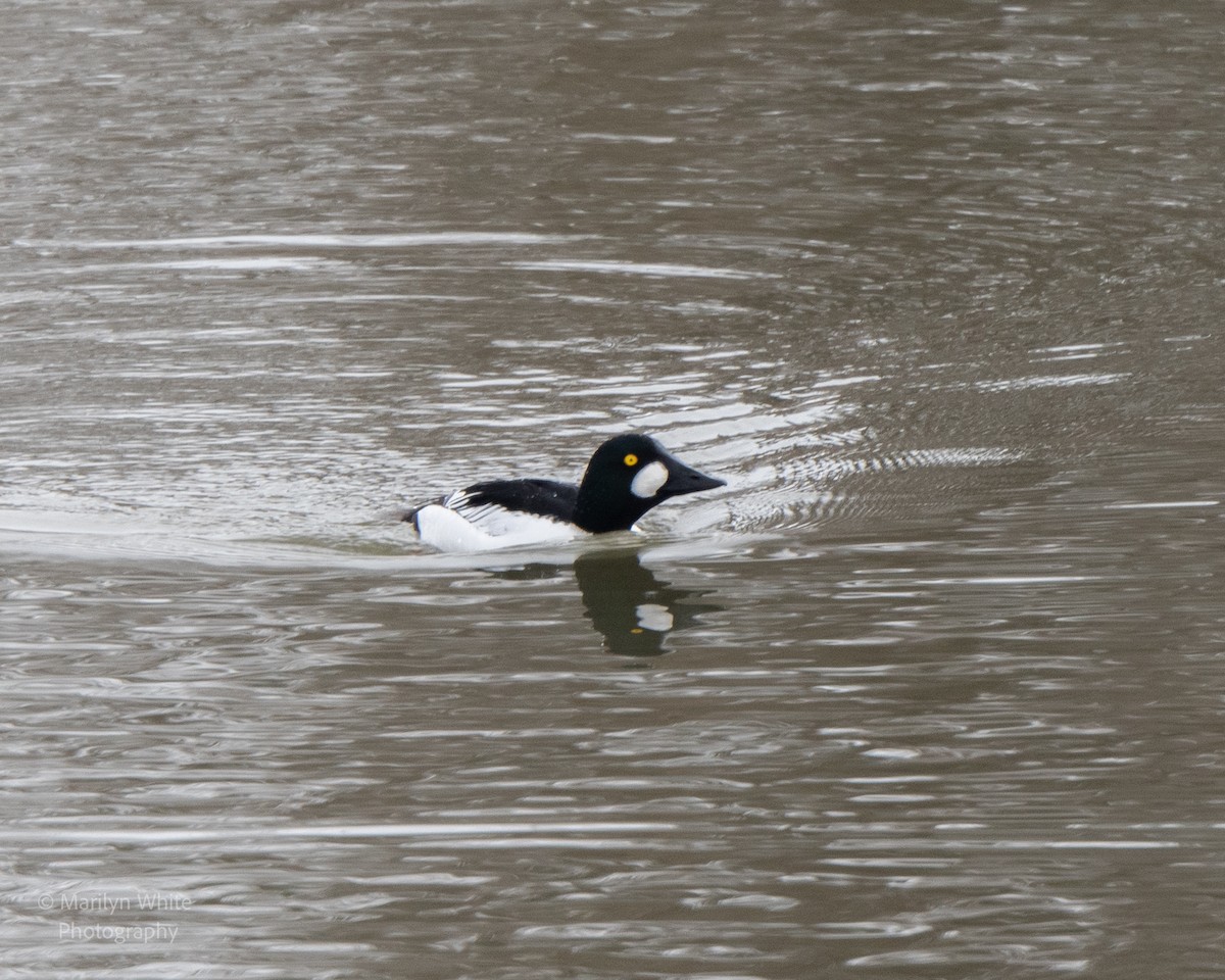 Common Goldeneye - ML651006036