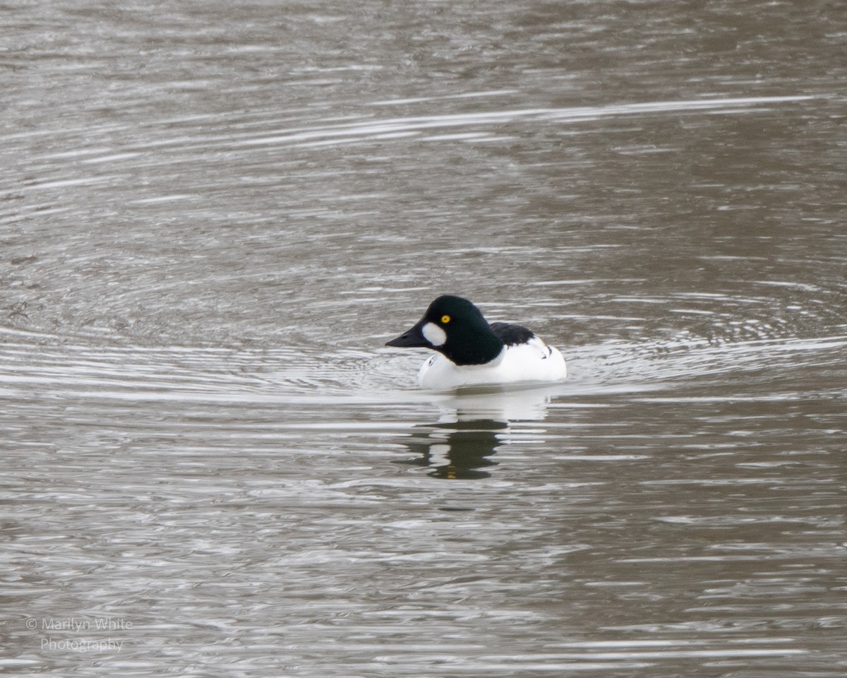 Common Goldeneye - ML651006037