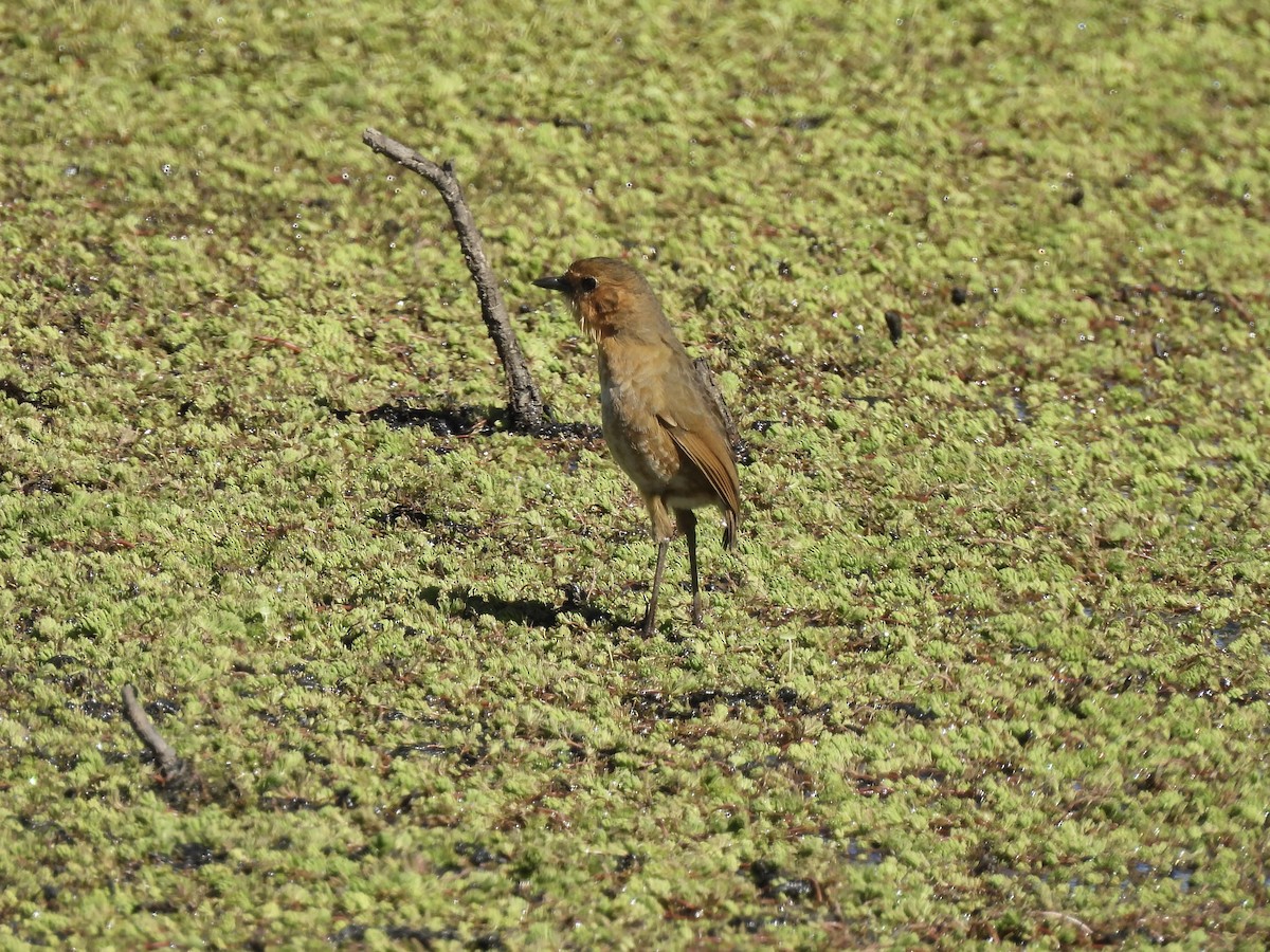Boyaca Antpitta - ML651006105