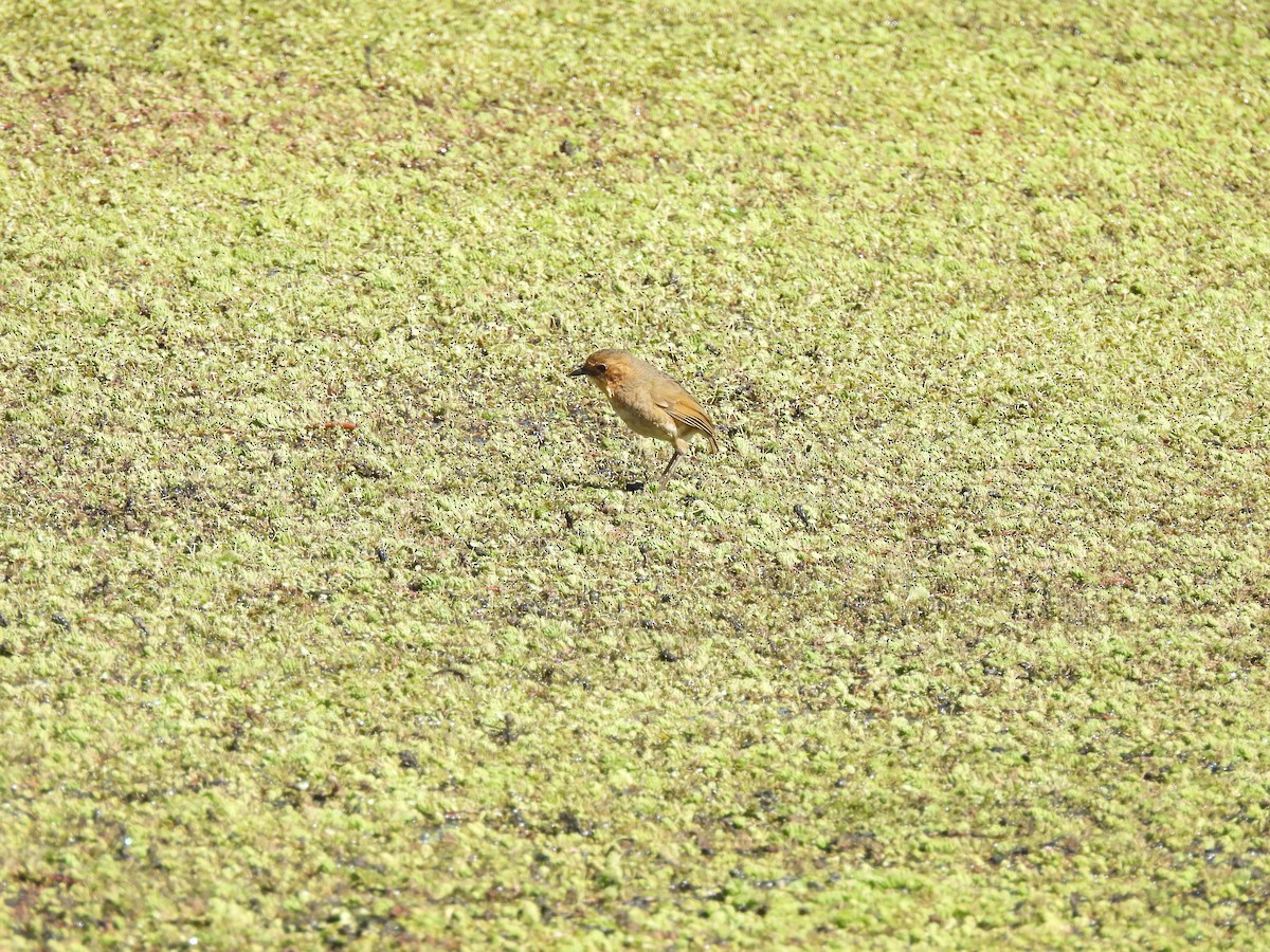 Boyaca Antpitta - ML651006106