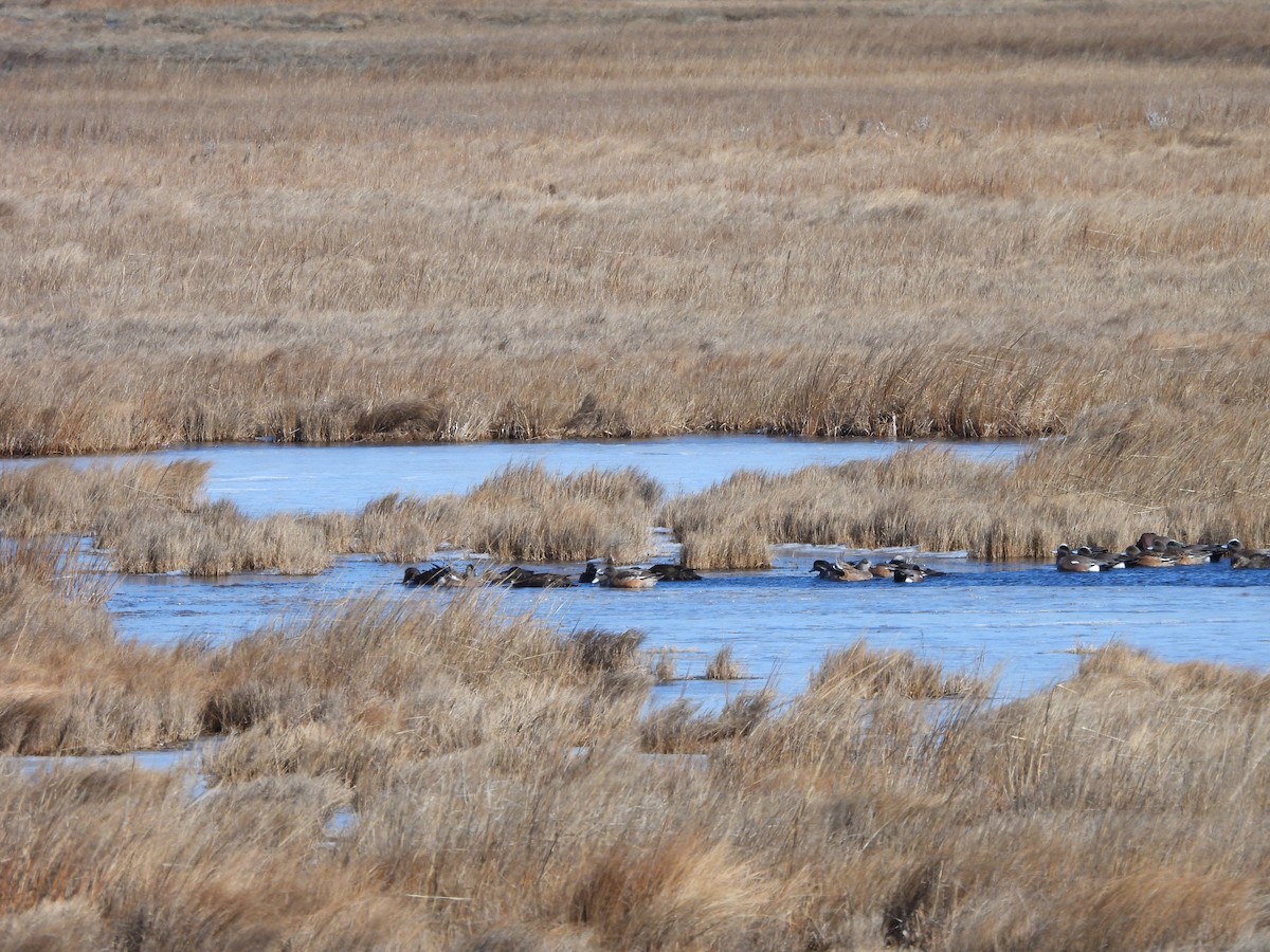 Northern Shoveler - ML651006325