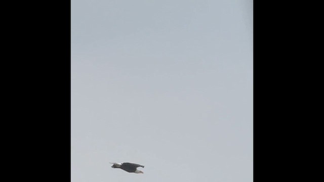 Белоголовый орлан - ML651006425