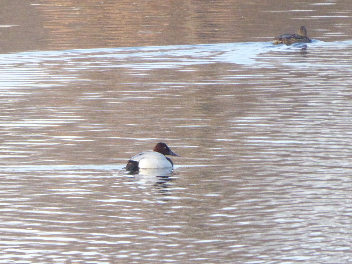 Canvasback - ML651006454