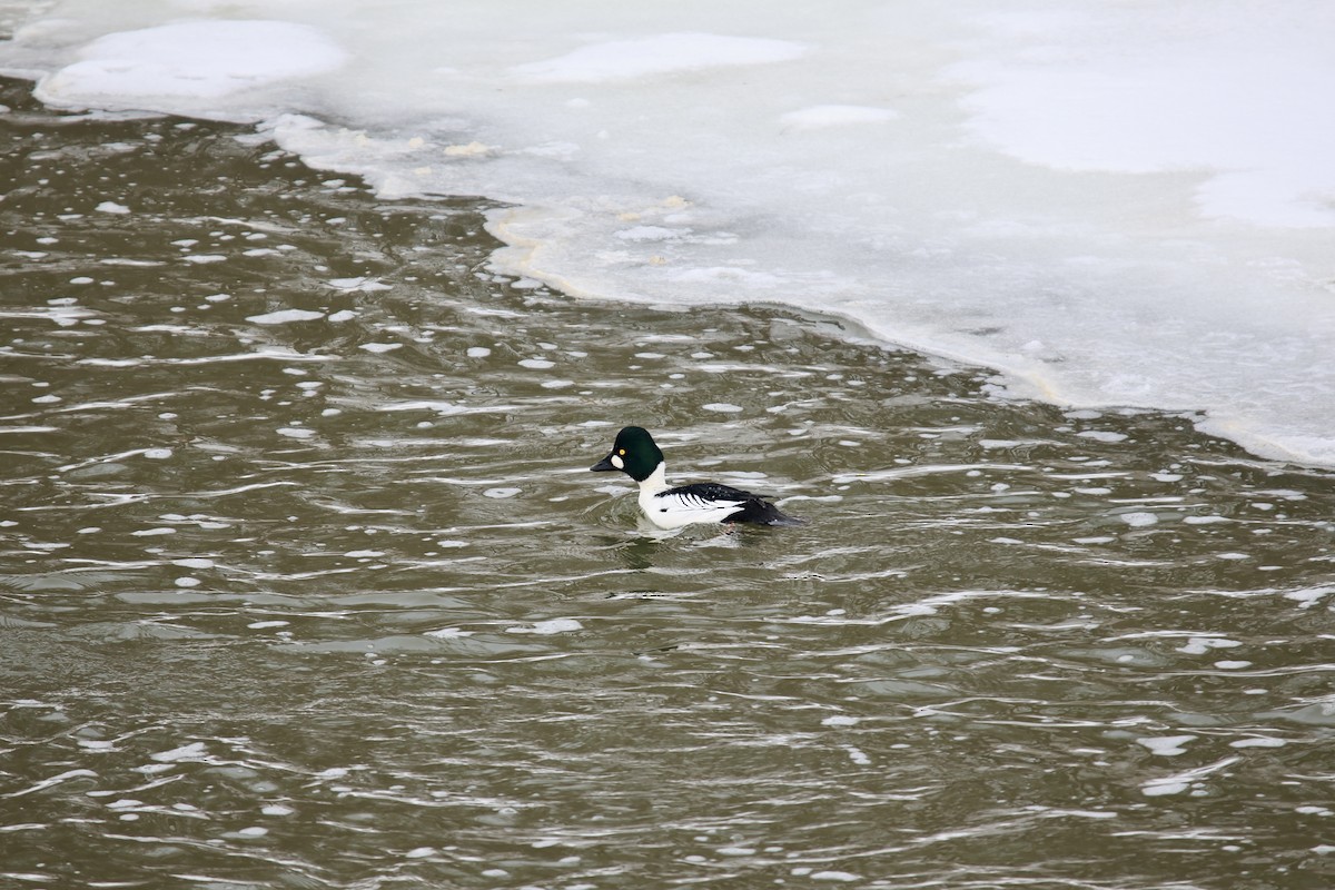 Common Goldeneye - ML651006502