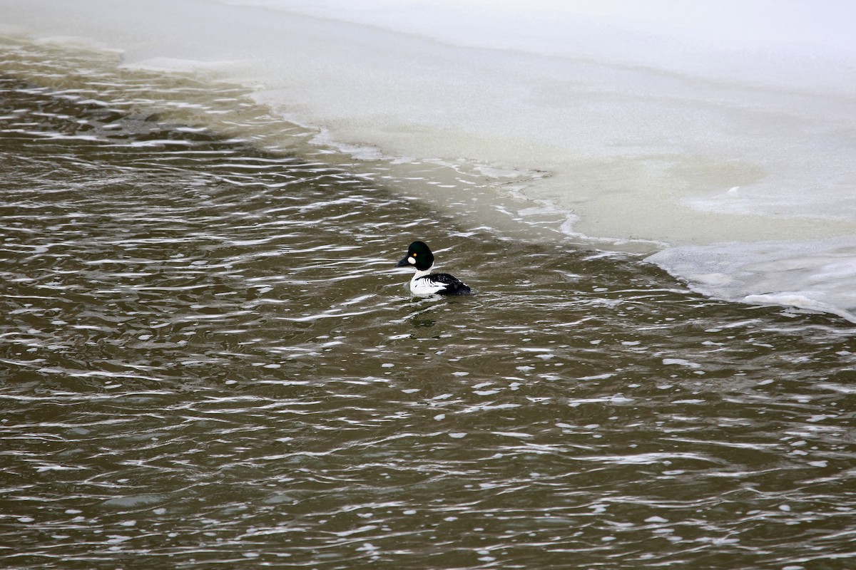 Common Goldeneye - ML651006511