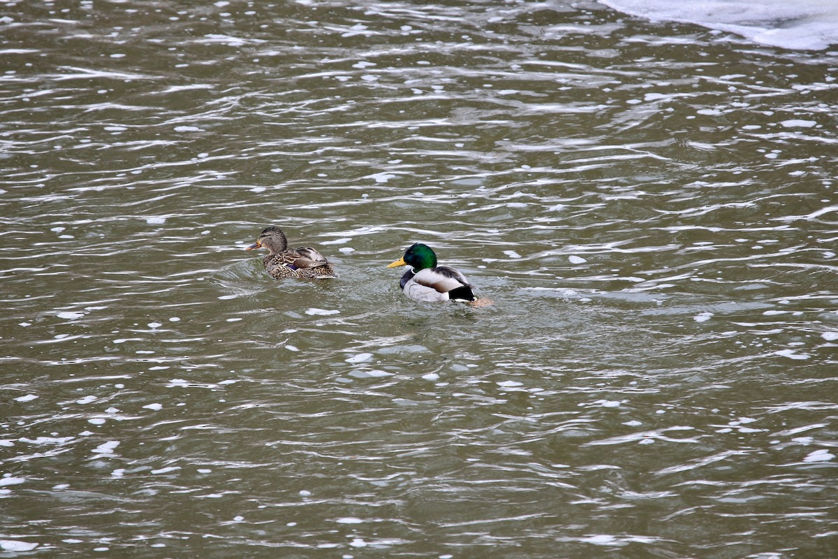 Mallard - ML651006533