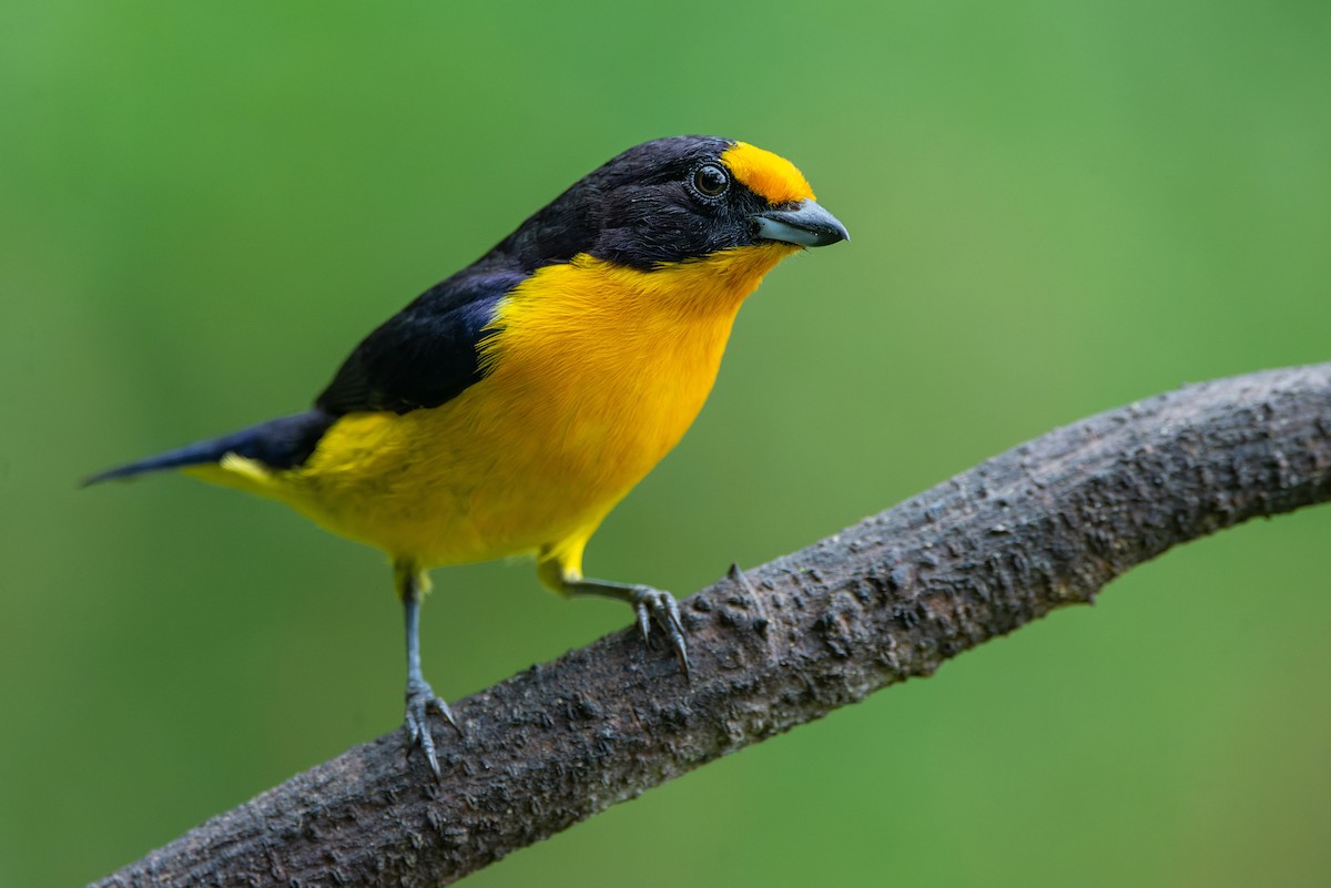 Violaceous Euphonia - ML651006582