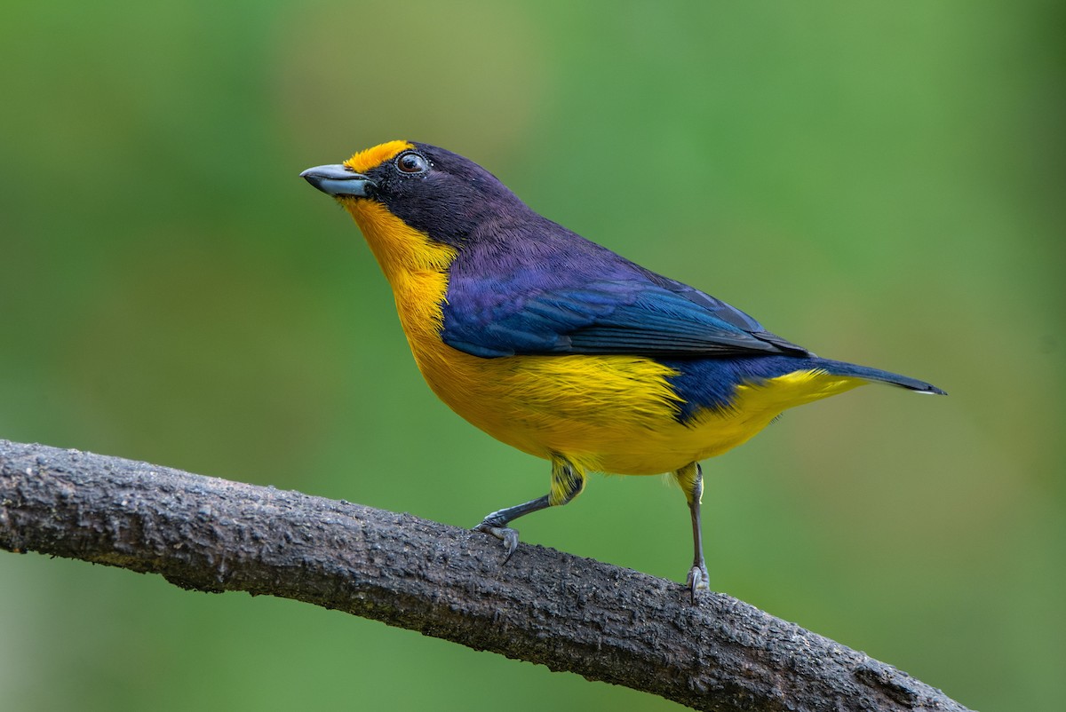 Violaceous Euphonia - ML651006583