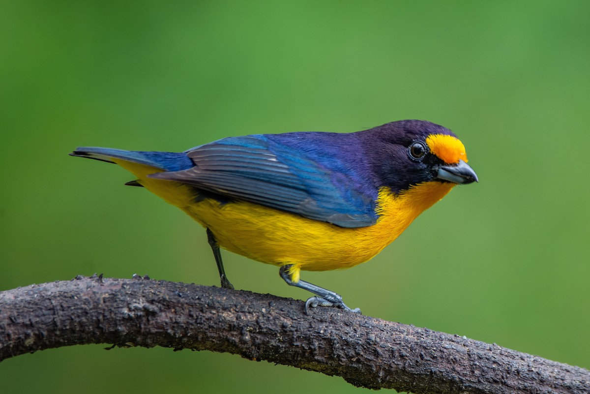 Violaceous Euphonia - ML651006584