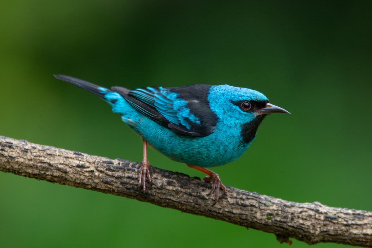 Blue Dacnis - ML651006603
