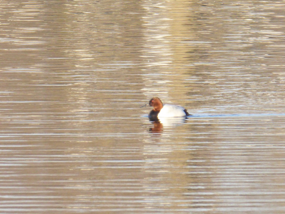 Canvasback - ML651006614