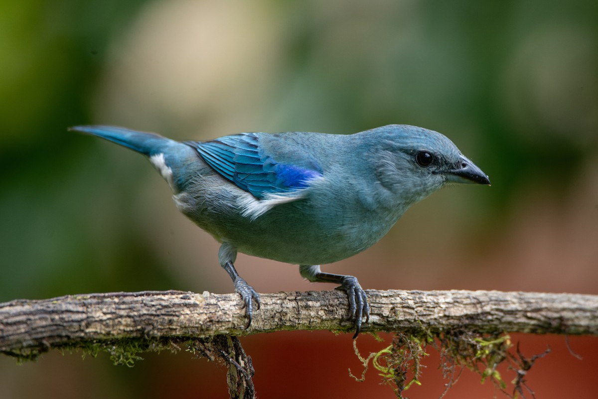 Azure-shouldered Tanager - ML651006621