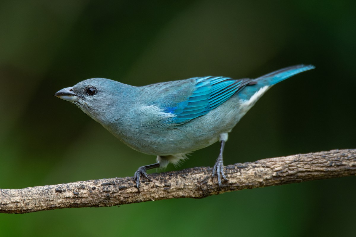 Azure-shouldered Tanager - ML651006622