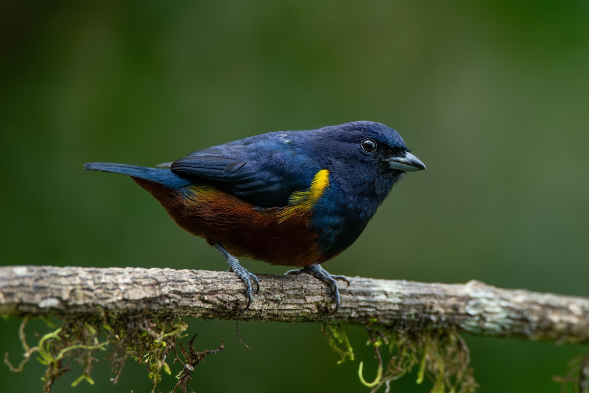 Chestnut-bellied Euphonia - ML651006636