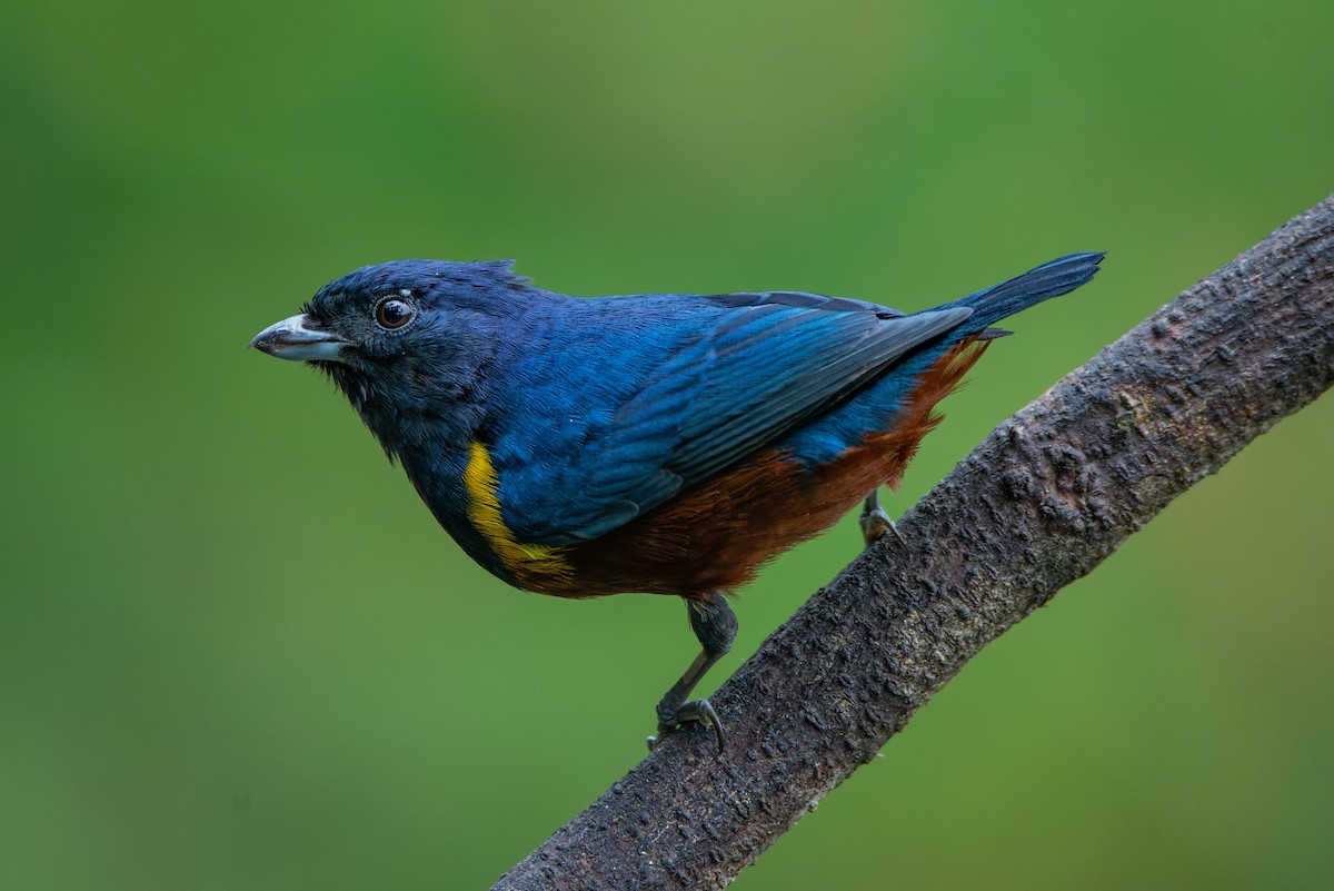 Chestnut-bellied Euphonia - ML651006637