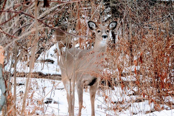 White-tailed Deer - ML651006740