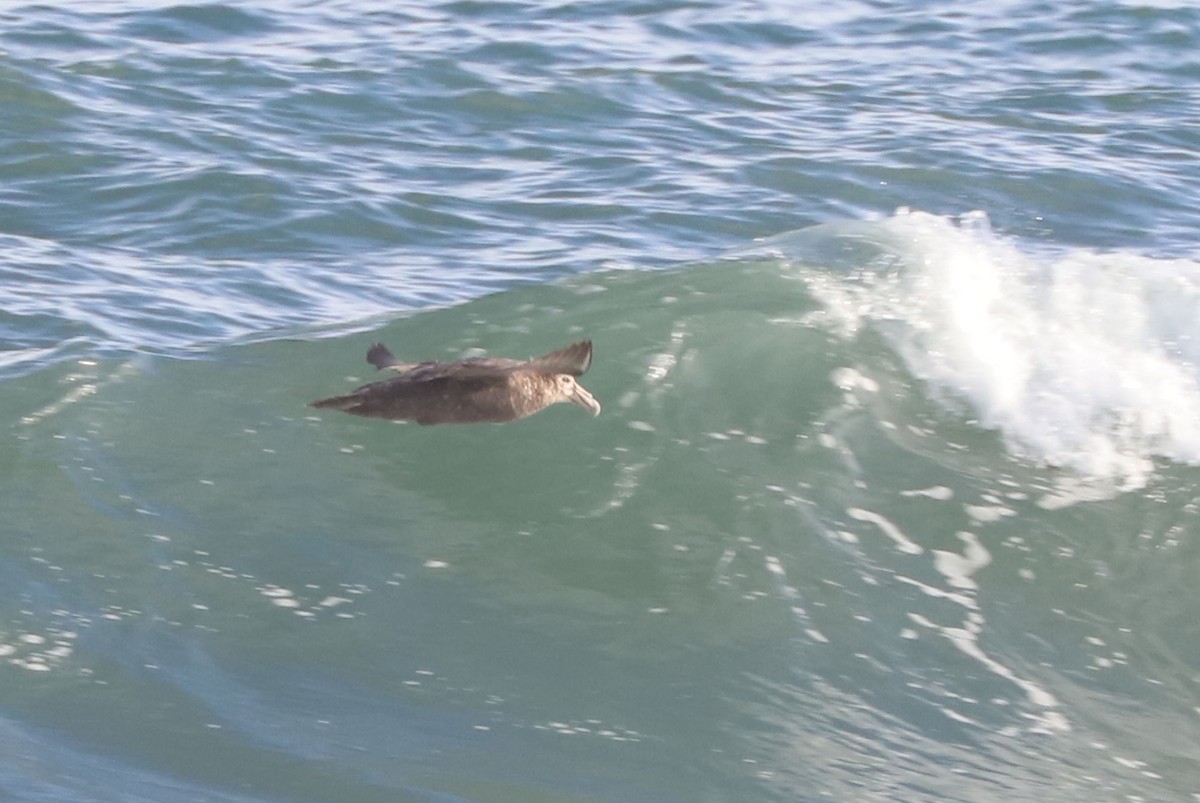 Южный гигантский буревестник - ML651006766