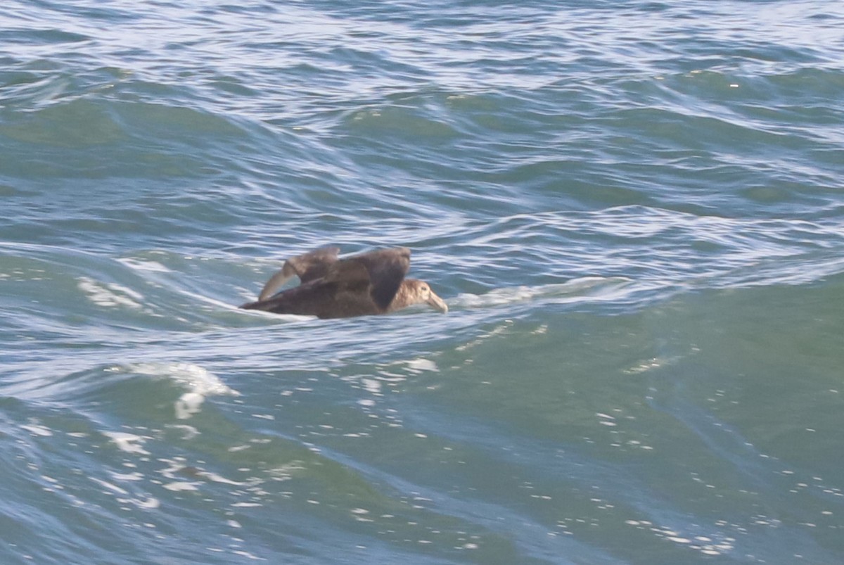 Южный гигантский буревестник - ML651006767