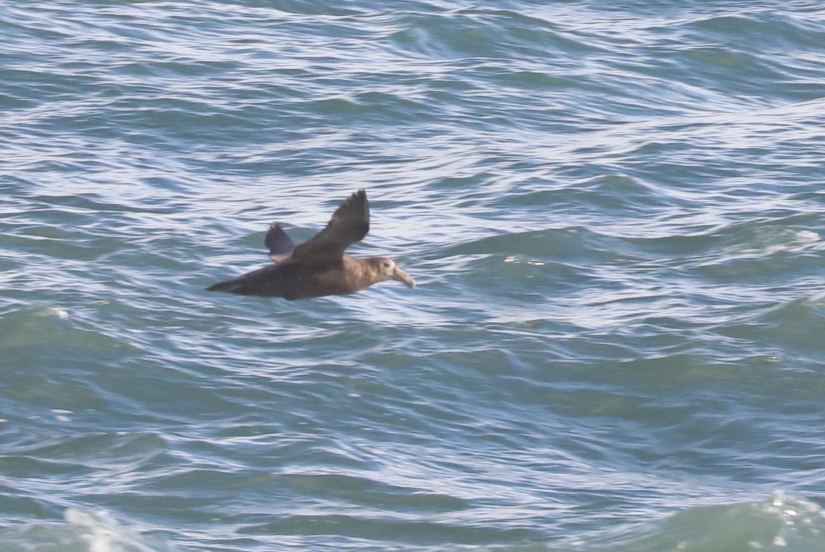 Южный гигантский буревестник - ML651006768