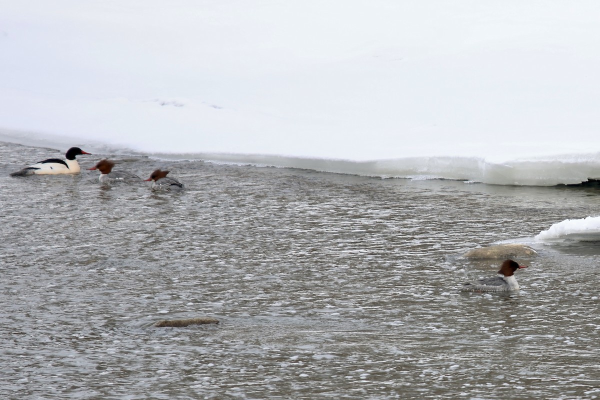 Common Merganser - ML651006773