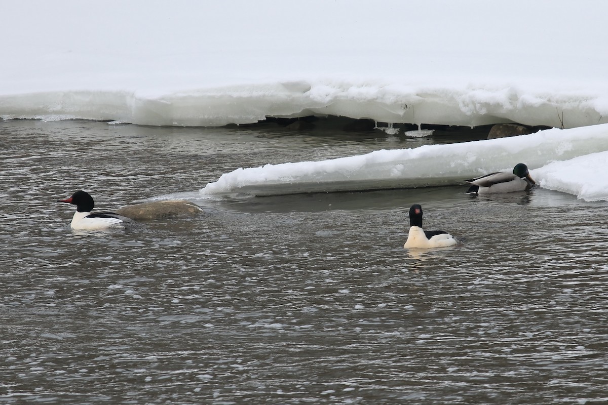 Common Merganser - ML651006777