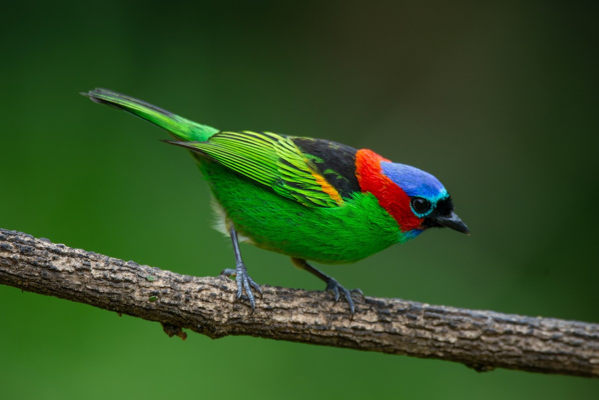 Red-necked Tanager - ML651006790