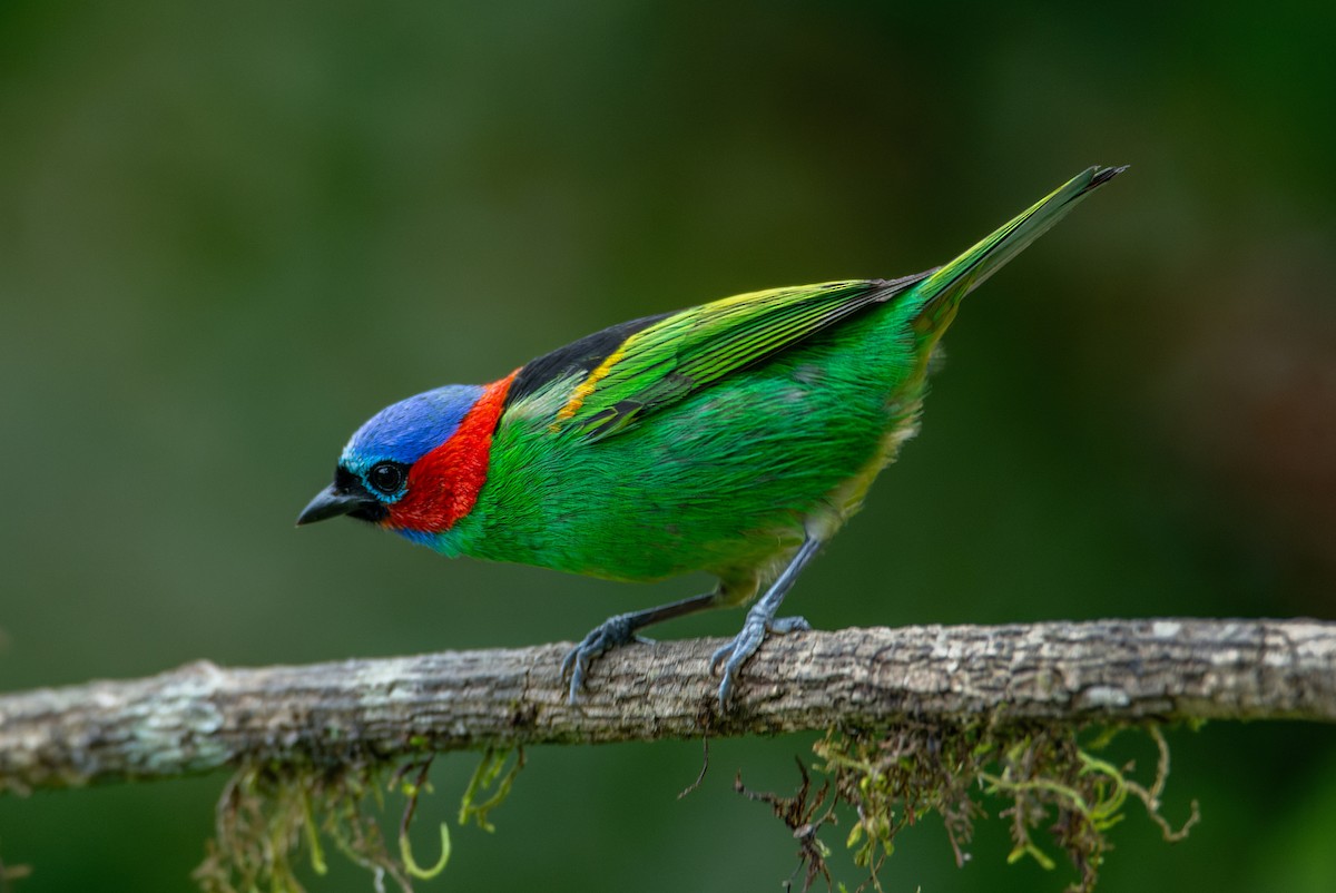 Red-necked Tanager - ML651006794