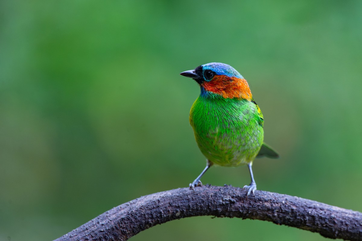 Red-necked Tanager - ML651006796