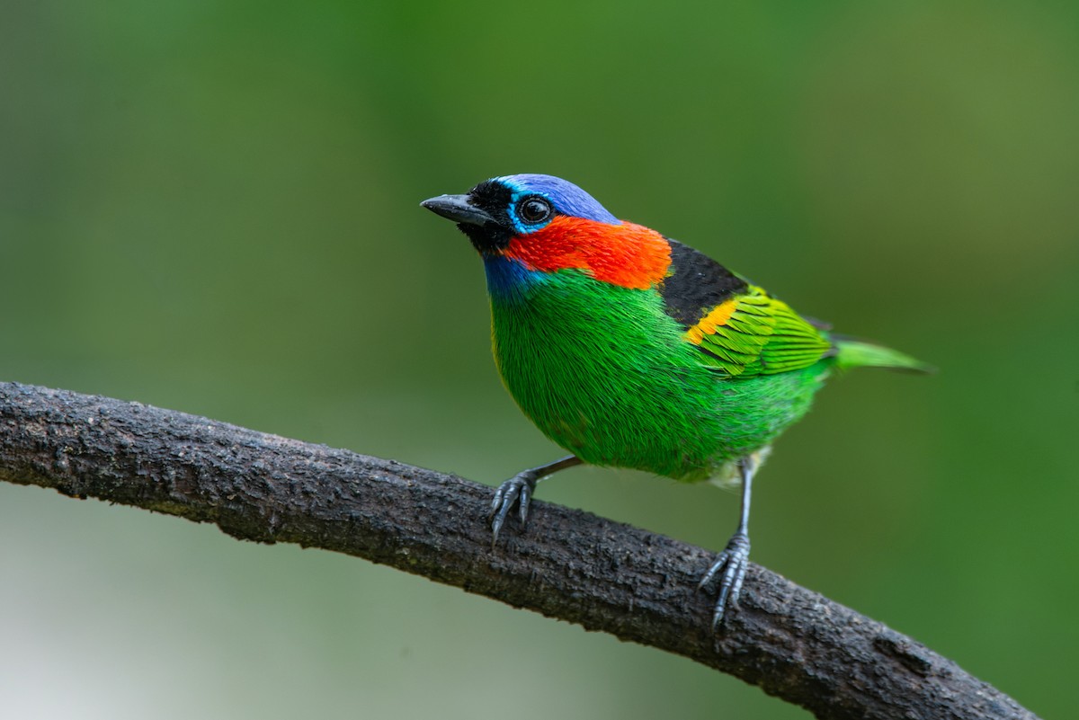 Red-necked Tanager - ML651006797