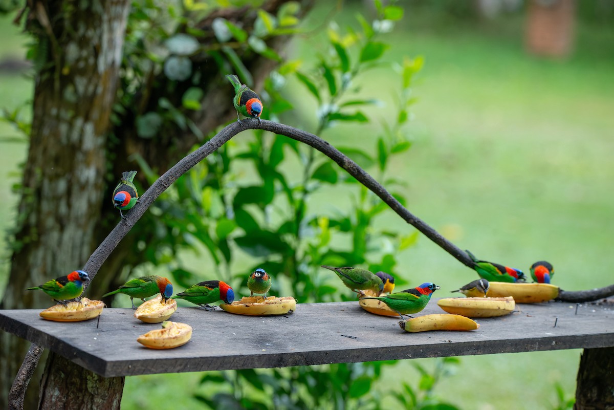 Red-necked Tanager - ML651006798